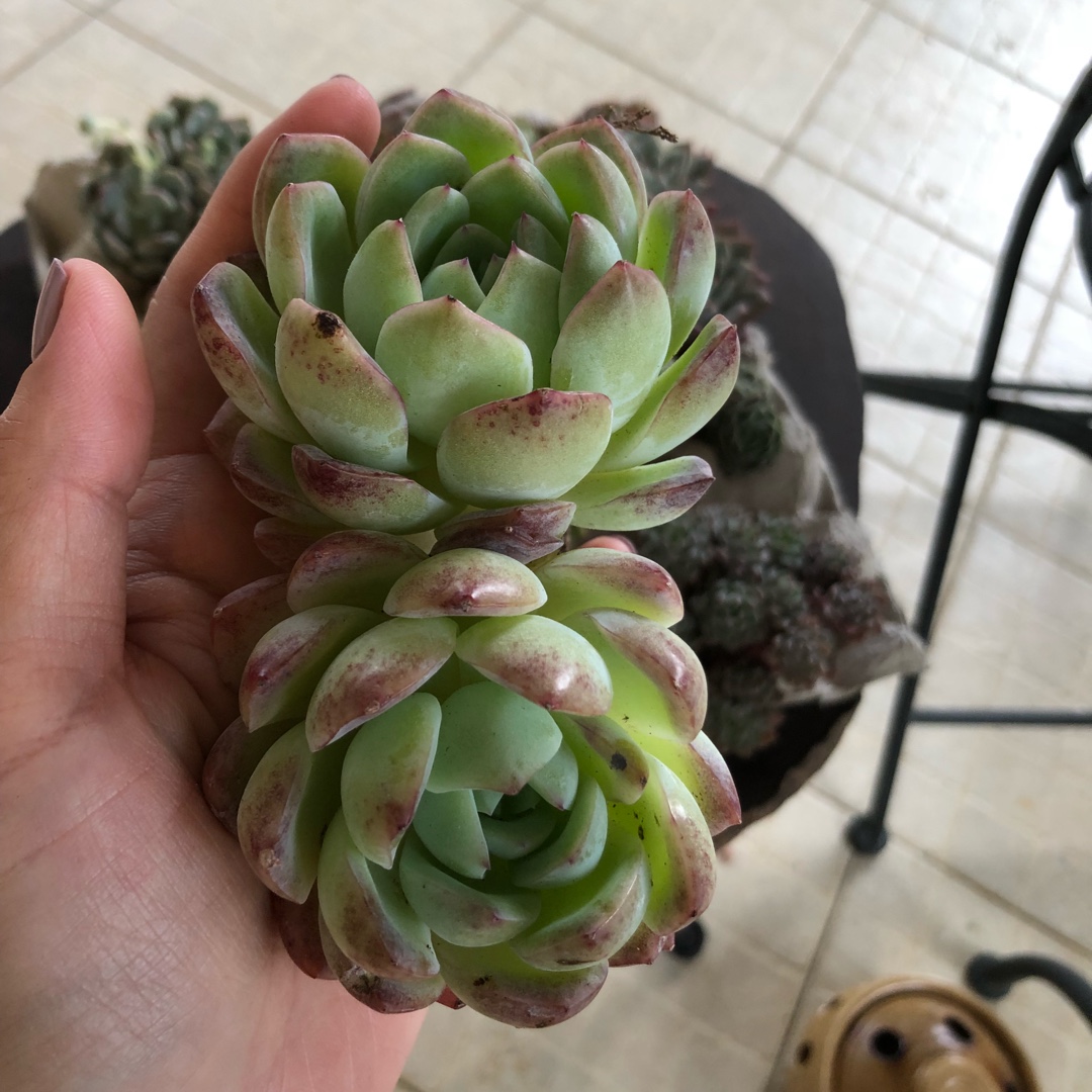 Echeveria Sasa Queen in the GardenTags plant encyclopedia Echeveria Sasa Queen in the GardenTags plant encyclopedia