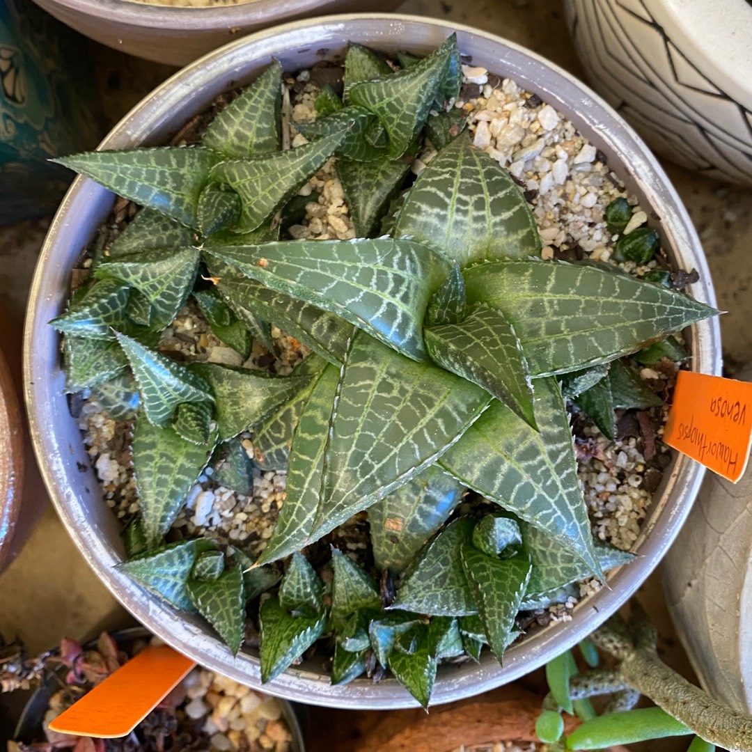 Haworthia venosa in the GardenTags plant encyclopedia Haworthia venosa in the GardenTags plant encyclopedia