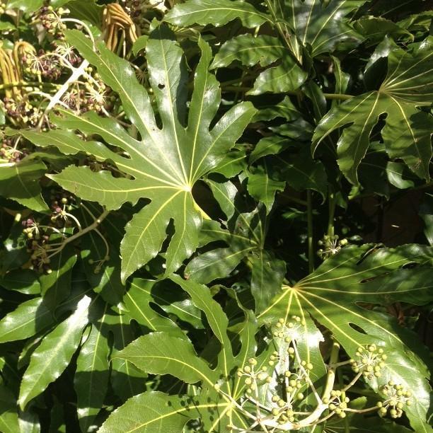 Japanese Aralia in the GardenTags plant encyclopedia