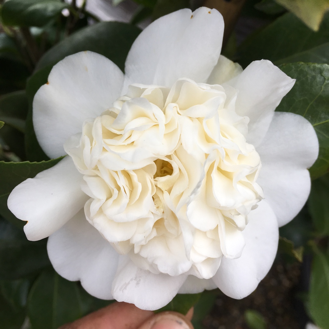 Camellia japonica Snow Ball in the GardenTags plant encyclopedia Camellia Snow Ball in the GardenTags plant encyclopedia