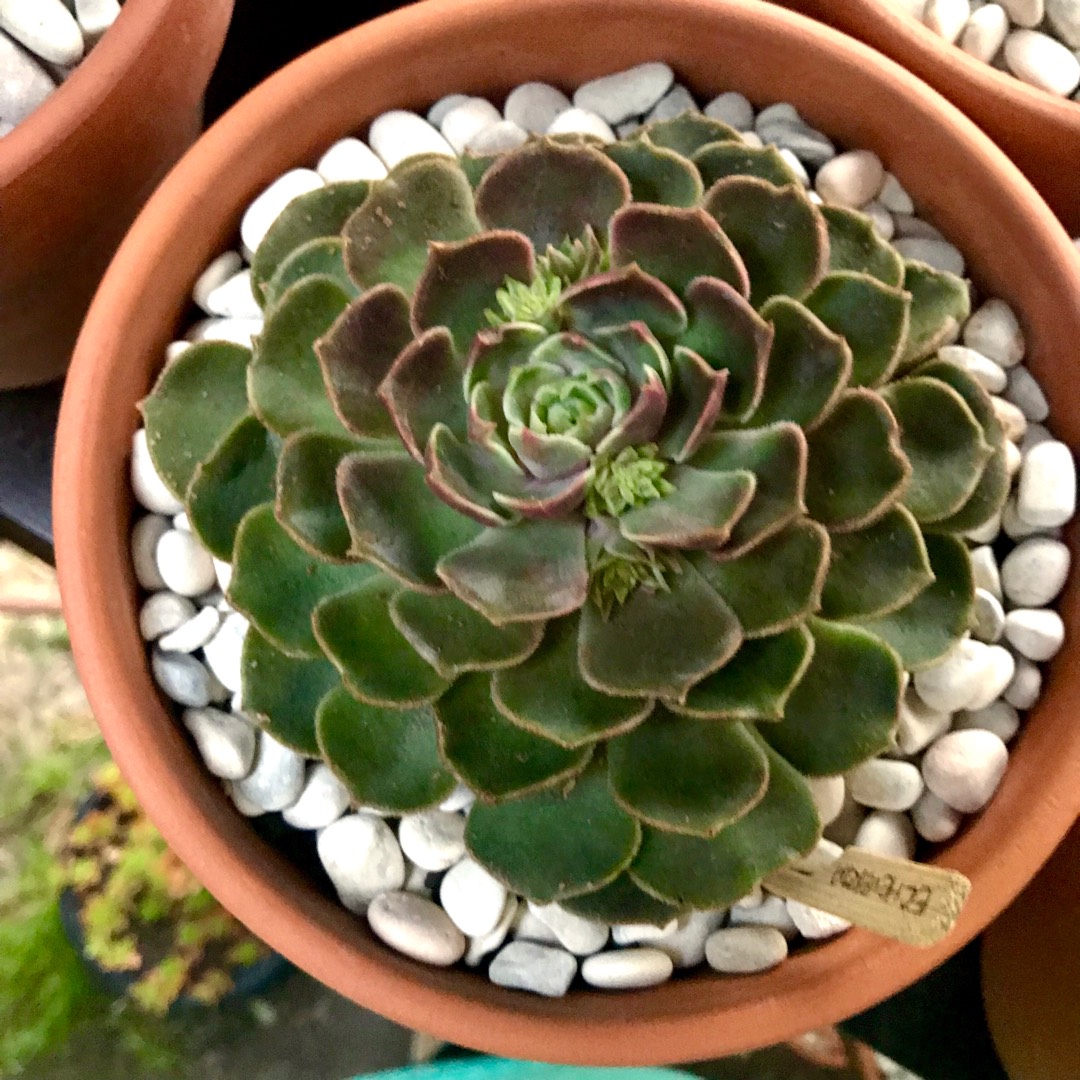 Echeveria Brown Rose in the GardenTags plant encyclopedia Echeveria Brown Rose in the GardenTags plant encyclopedia