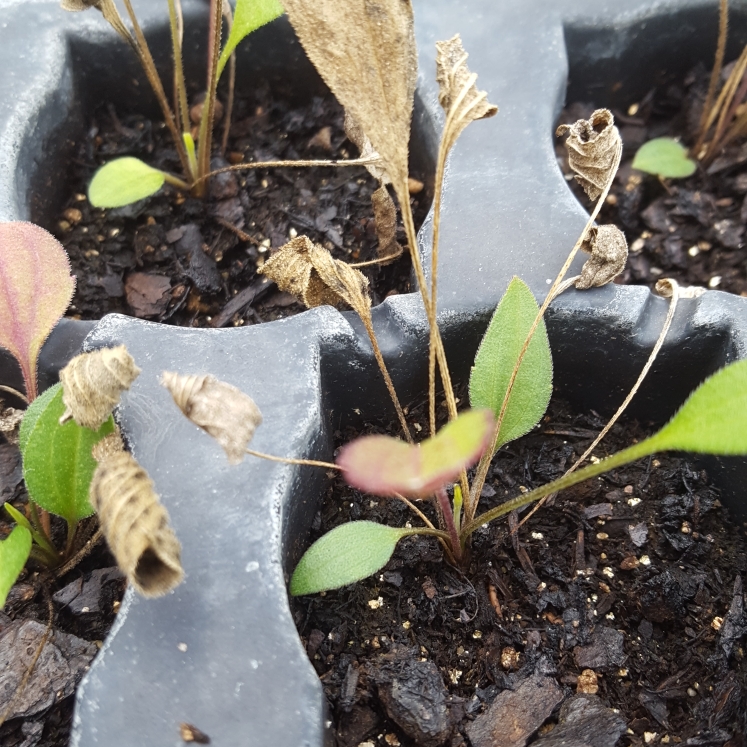 Ratibida pinnata in the GardenTags plant encyclopedia Pinnate Prairie Coneflower in the GardenTags plant encyclopedia
