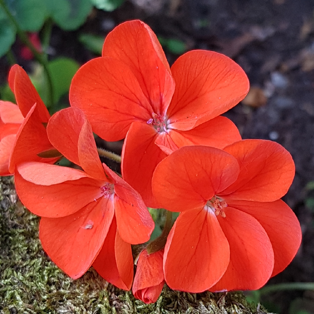 Pelargonium Jackpot Mix in the GardenTags plant encyclopedia Pelargonium Jackpot Mix (Zonal) in the GardenTags plant encyclopedia