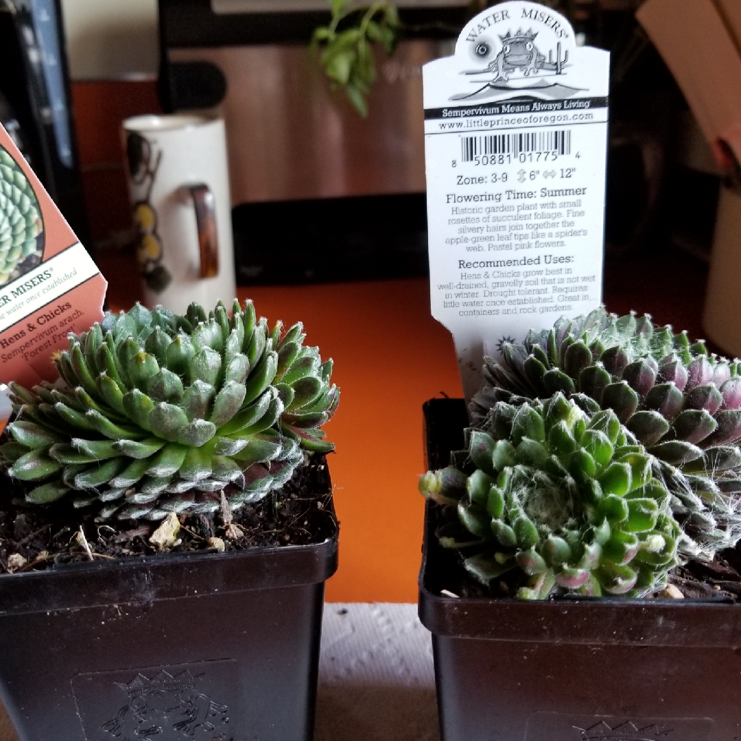 Sempervivum Arachnoideum Forest Frost in the GardenTags plant encyclopedia Sempervivum Arachnoideum Forest Frost in the GardenTags plant encyclopedia