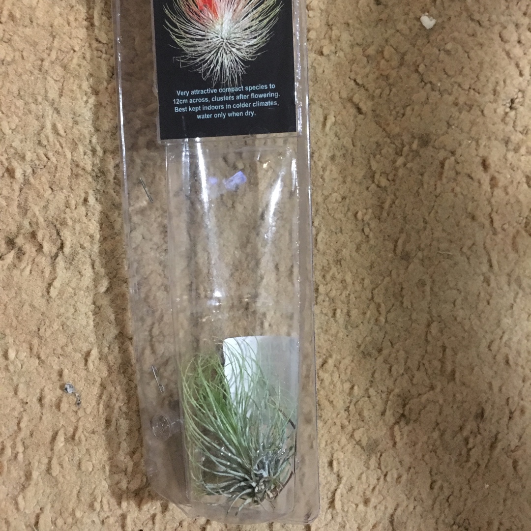 Tillandsia andreana in the GardenTags plant encyclopedia Airplant (Species) Tillandsia andreana in the GardenTags plant encyclopedia