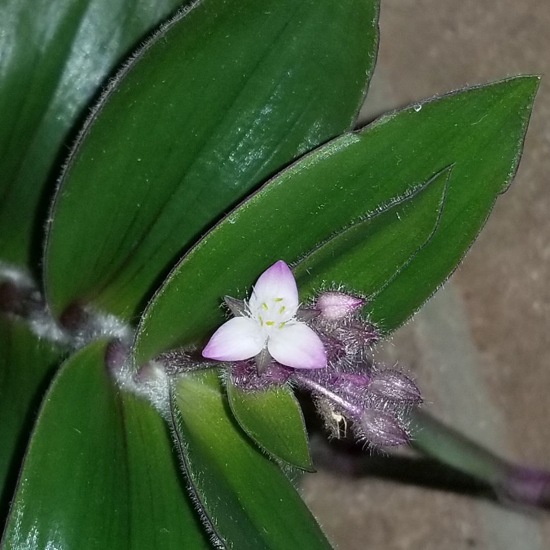 Tradescantia cerinthoides syn. Tradescantia blossfeldiana, Tradescantia Red Hill in the GardenTags plant encyclopedia Flowering Inch Plant in the GardenTags plant encyclopedia