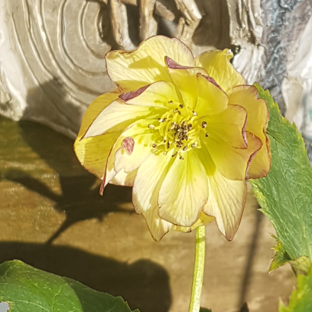 Helleborus x hybridus Golden Lotus in the GardenTags plant encyclopedia Hellebore Golden Lotus in the GardenTags plant encyclopedia