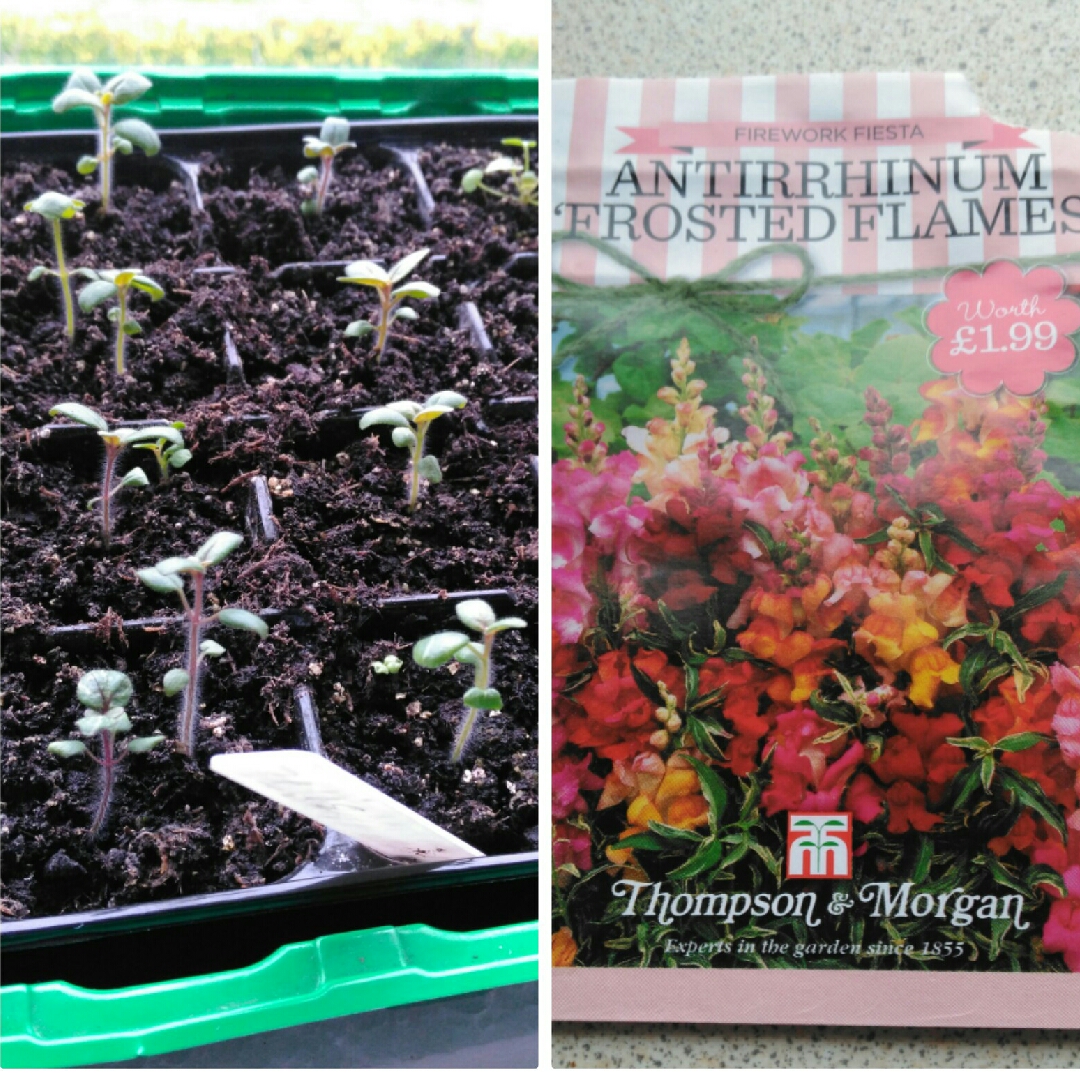 Antirrhinum majus Frosted Flames in the GardenTags plant encyclopedia Snapdragon Frosted Flames in the GardenTags plant encyclopedia