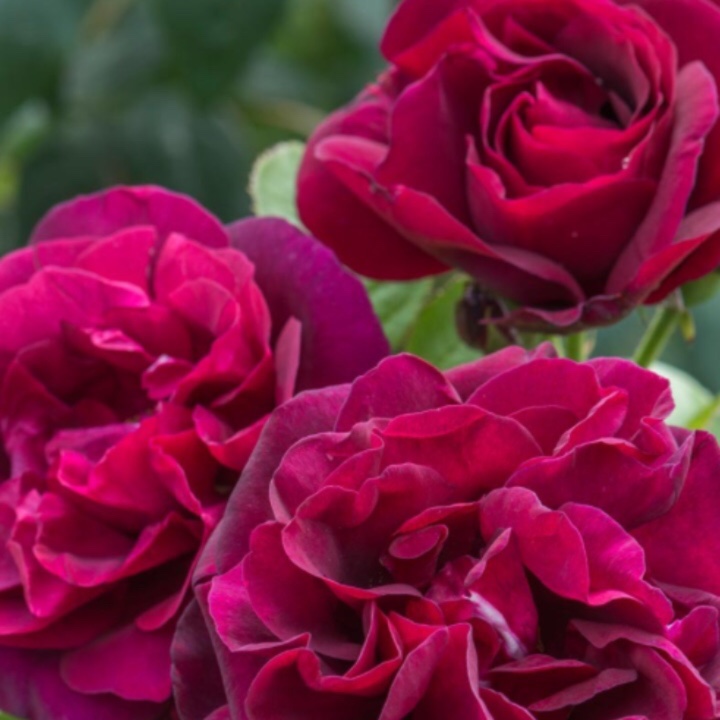 Rosa Rose du Roi à Fleurs Pourpres in the GardenTags plant encyclopedia Old Rose Rose du Roi à Fleurs Pourpres in the GardenTags plant encyclopedia