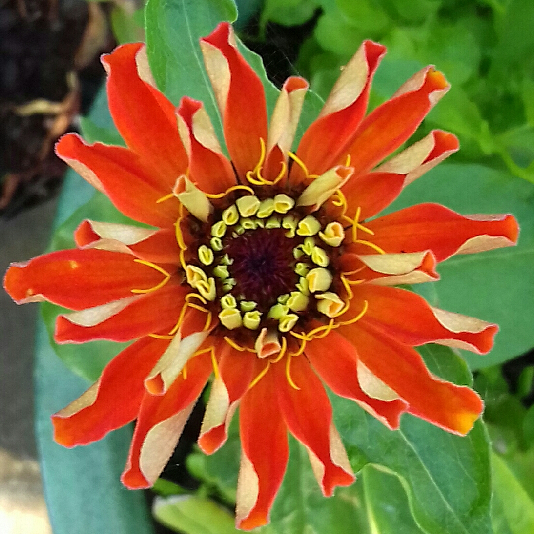 Zinnia Early Wonder Mix in the GardenTags plant encyclopedia