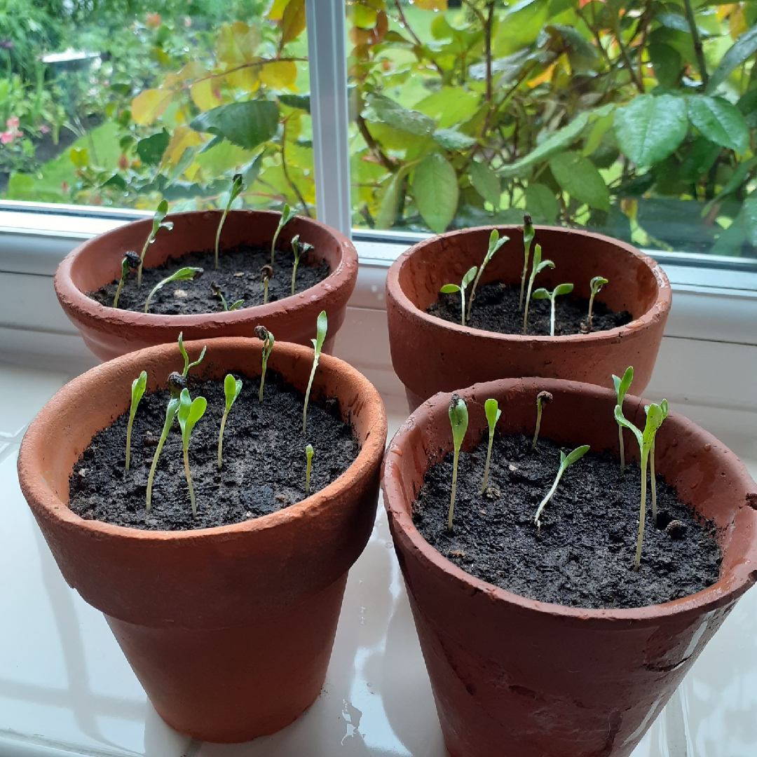 Calendula Orange King in the GardenTags plant encyclopedia Pot Marigold Orange King in the GardenTags plant encyclopedia