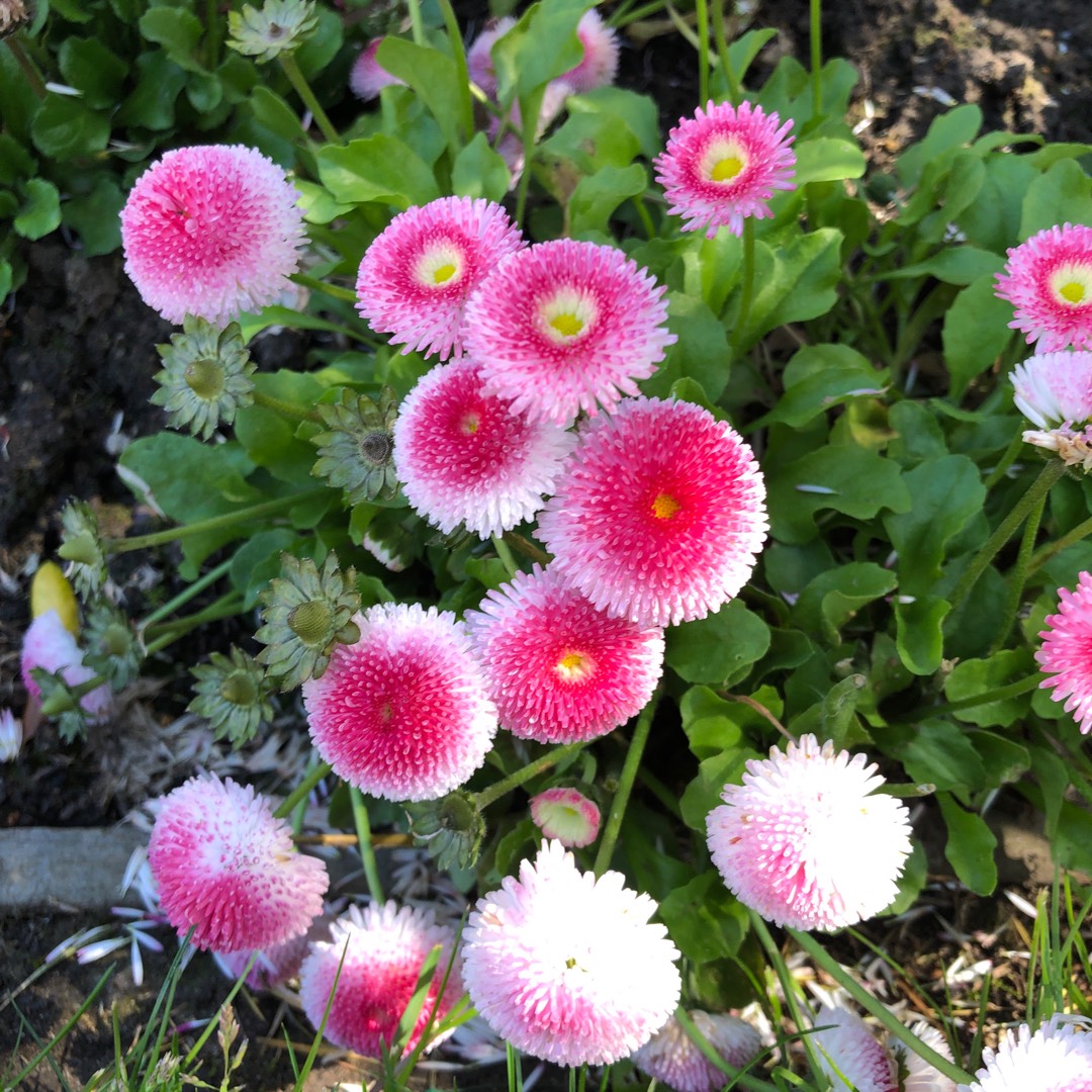 Bellis perennis Monstrosa (Mix) in the GardenTags plant encyclopedia English Daisy Monstrosa (Mix) in the GardenTags plant encyclopedia