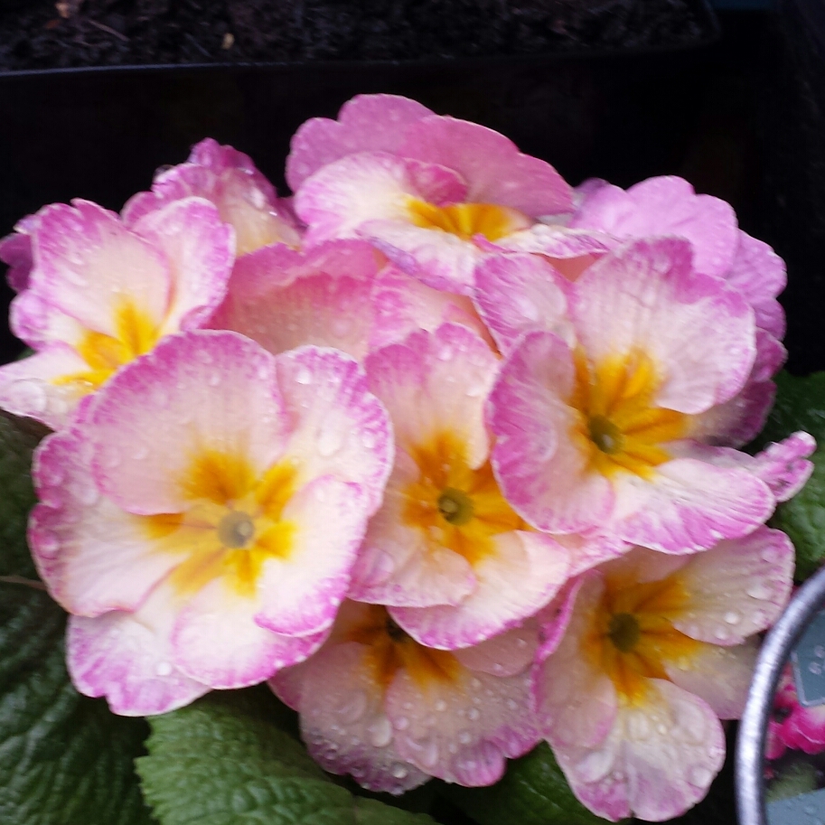 Primula acaulis Lipstick in the GardenTags plant encyclopedia Primula Lipstick in the GardenTags plant encyclopedia
