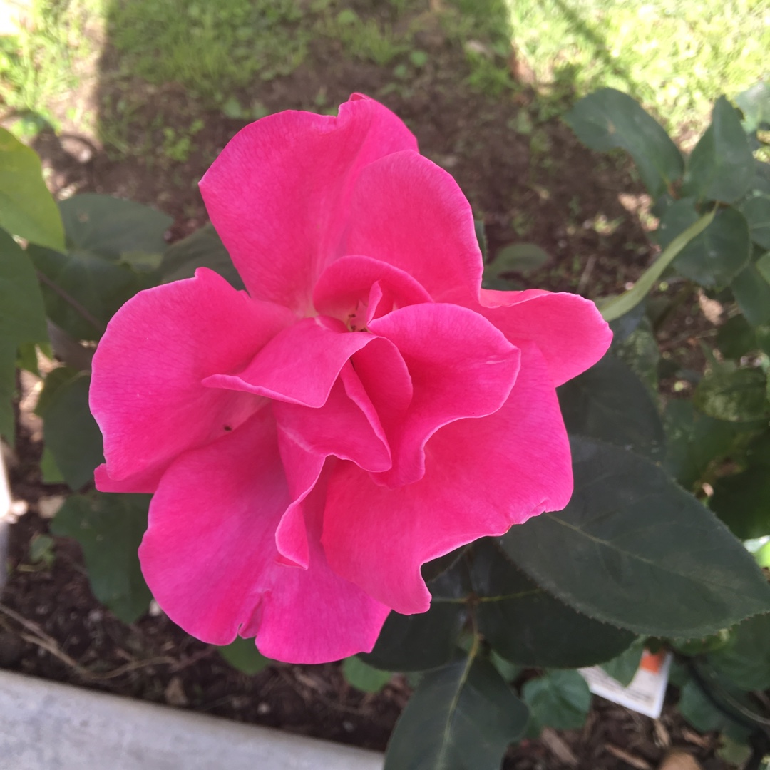 Rosa Perfume Delight in the GardenTags plant encyclopedia Hybrid Tea Rose Perfume Delight in the GardenTags plant encyclopedia