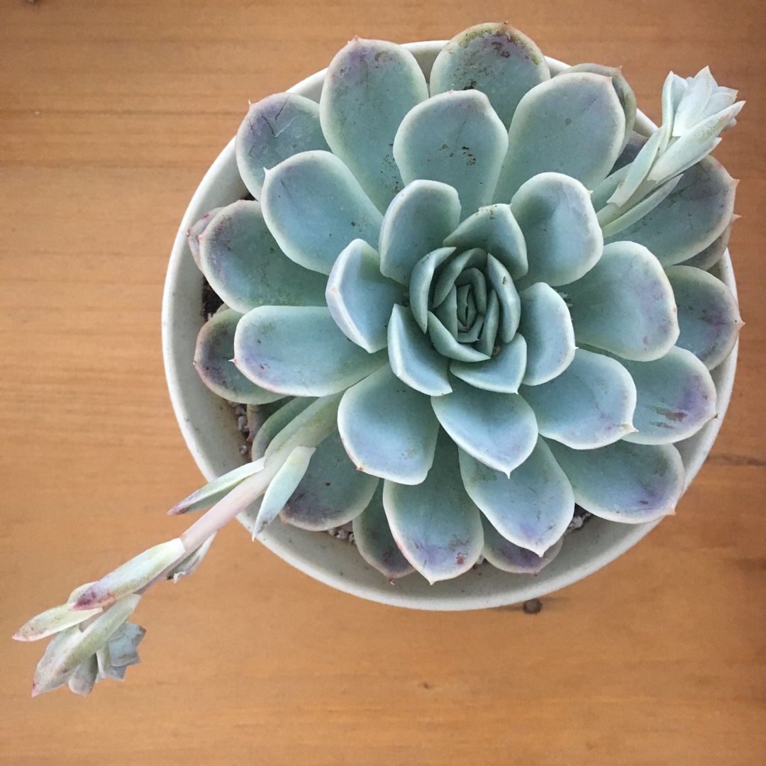 Echeveria Arctic Ice in the GardenTags plant encyclopedia Echeveria Arctic Ice in the GardenTags plant encyclopedia