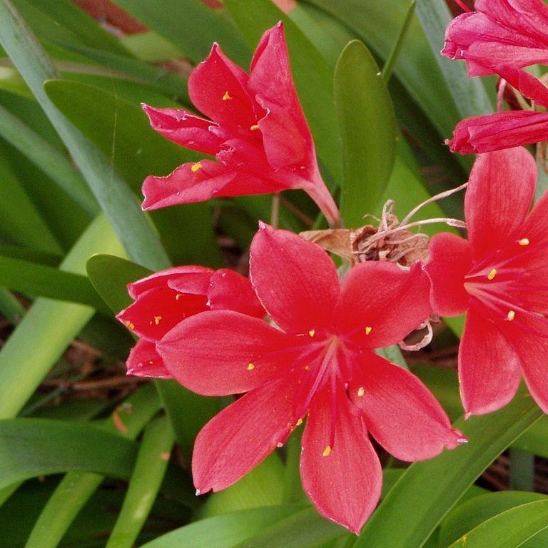 Vallota speciosa in the GardenTags plant encyclopedia Scarborough lily in the GardenTags plant encyclopedia