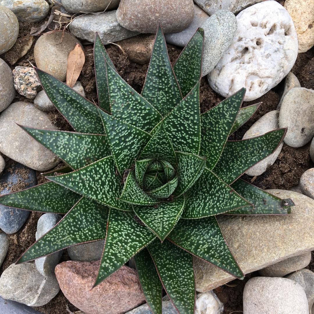 x Gasterhaworthia Sprite in the GardenTags plant encyclopedia Gasterhaworthia Sprite in the GardenTags plant encyclopedia