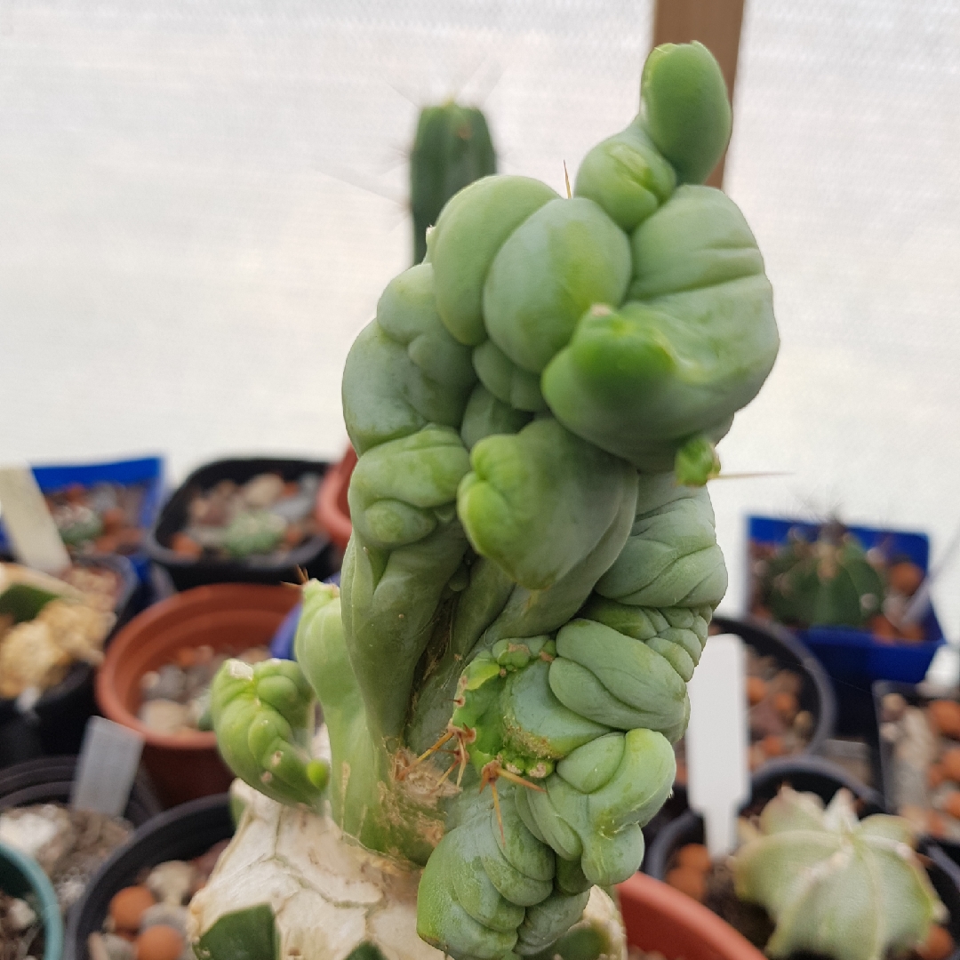 Trichocereus Bridgesii Montrose Cristata in the GardenTags plant encyclopedia Trichocereus Bridgesii Montrose Form Crested Form in the GardenTags plant encyclopedia