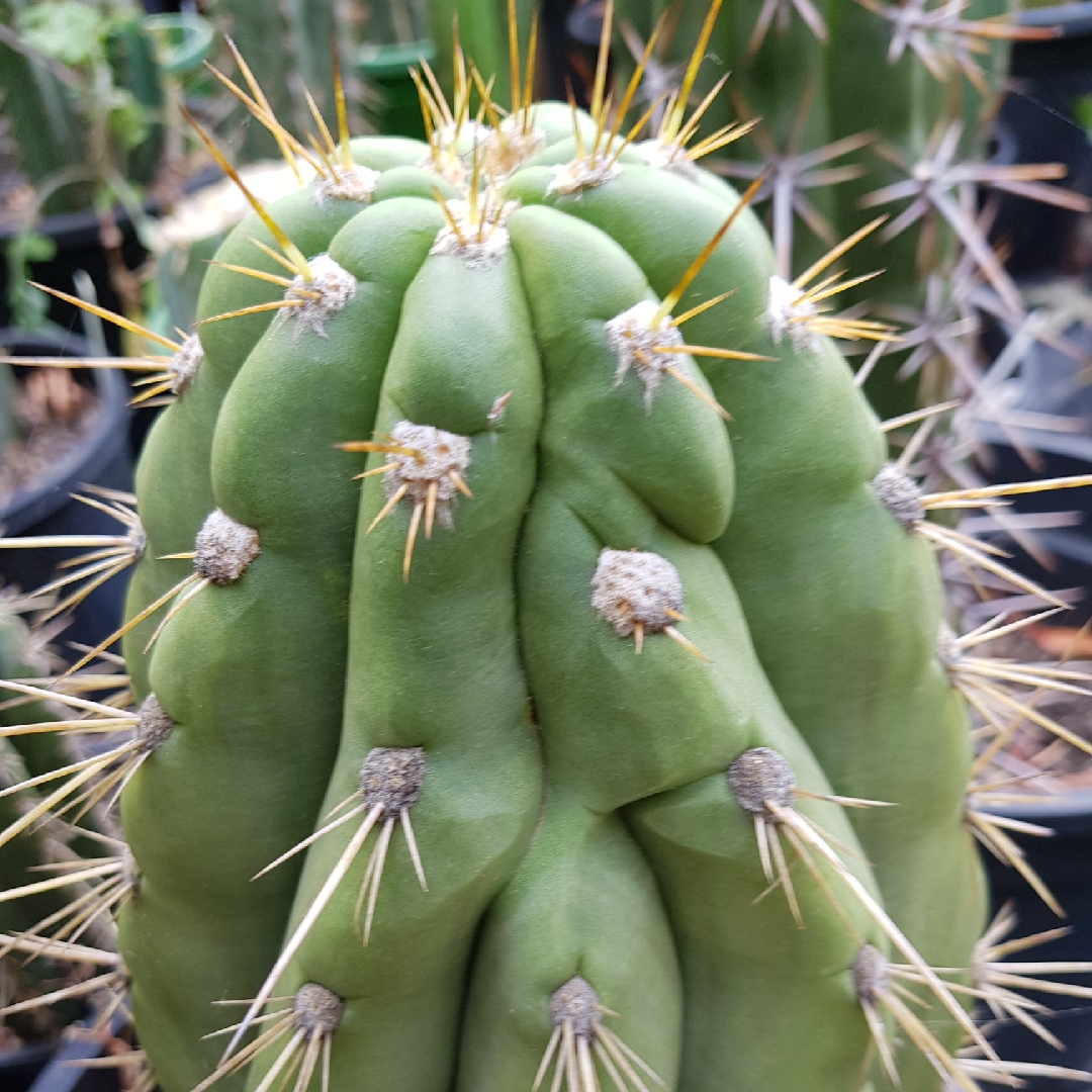 Trichocereus validus in the GardenTags plant encyclopedia Trichocereus validus in the GardenTags plant encyclopedia