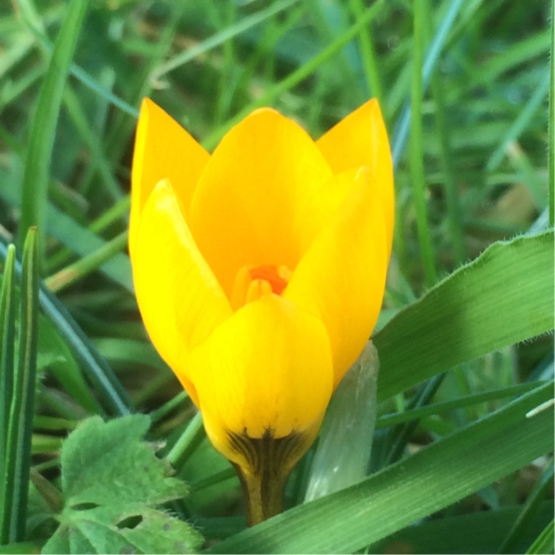Crocus chrysanthus Goldene Sonne in the GardenTags plant encyclopedia Crocus Goldene Sonne in the GardenTags plant encyclopedia