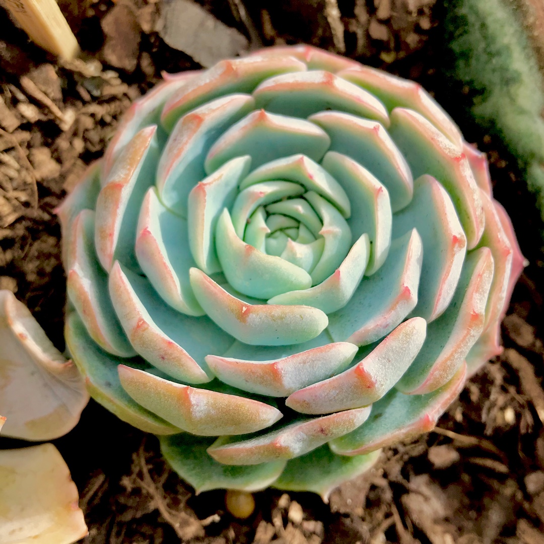 Echeveria Elegans x Violet Queen in the GardenTags plant encyclopedia Echeveria Elegans x Violet Queen in the GardenTags plant encyclopedia