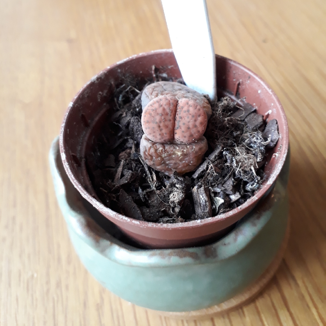 Lithops Fulviceps C266 in the GardenTags plant encyclopedia Living Stones Fulviceps in the GardenTags plant encyclopedia