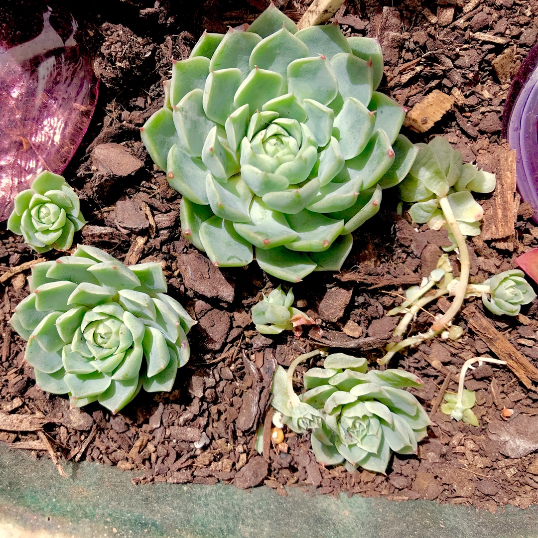 Echeveria Hyalina in the GardenTags plant encyclopedia Echeveria Hyalina in the GardenTags plant encyclopedia