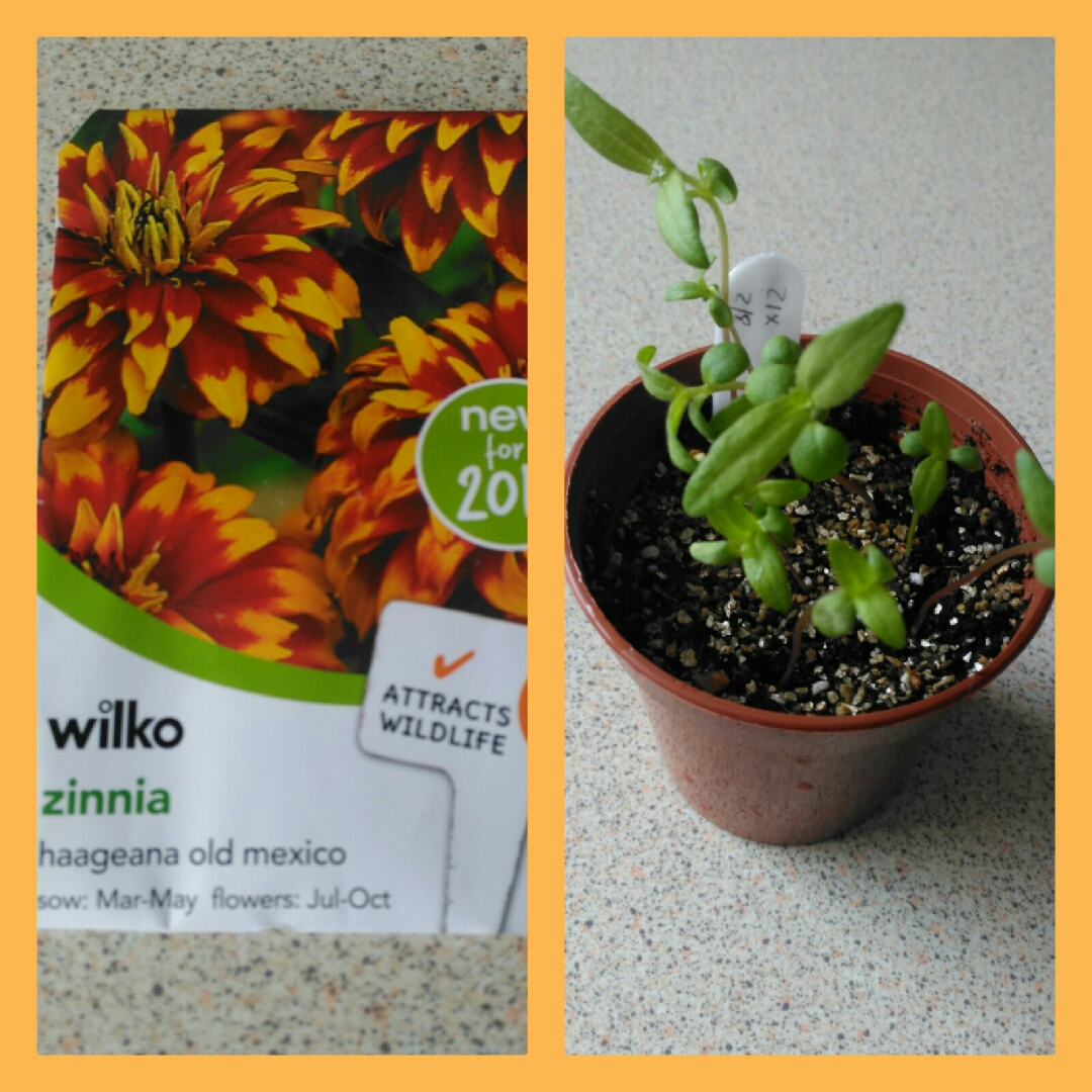 Zinnia haageana Old Mexico in the GardenTags plant encyclopedia Zinnia Old Mexico in the GardenTags plant encyclopedia