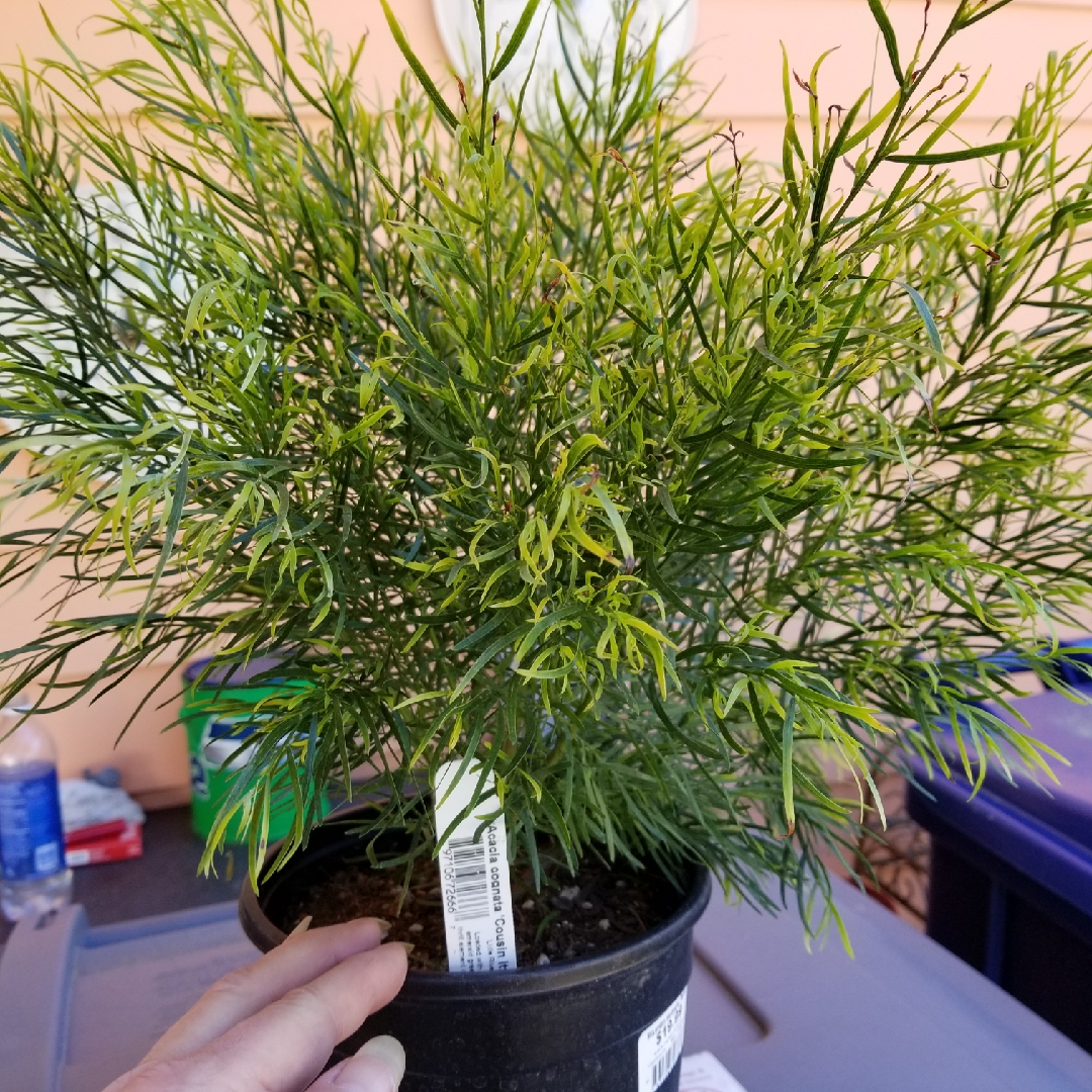 Acacia cognata Cousin Itt in the GardenTags plant encyclopedia Little River Wattle Cousin Itt in the GardenTags plant encyclopedia