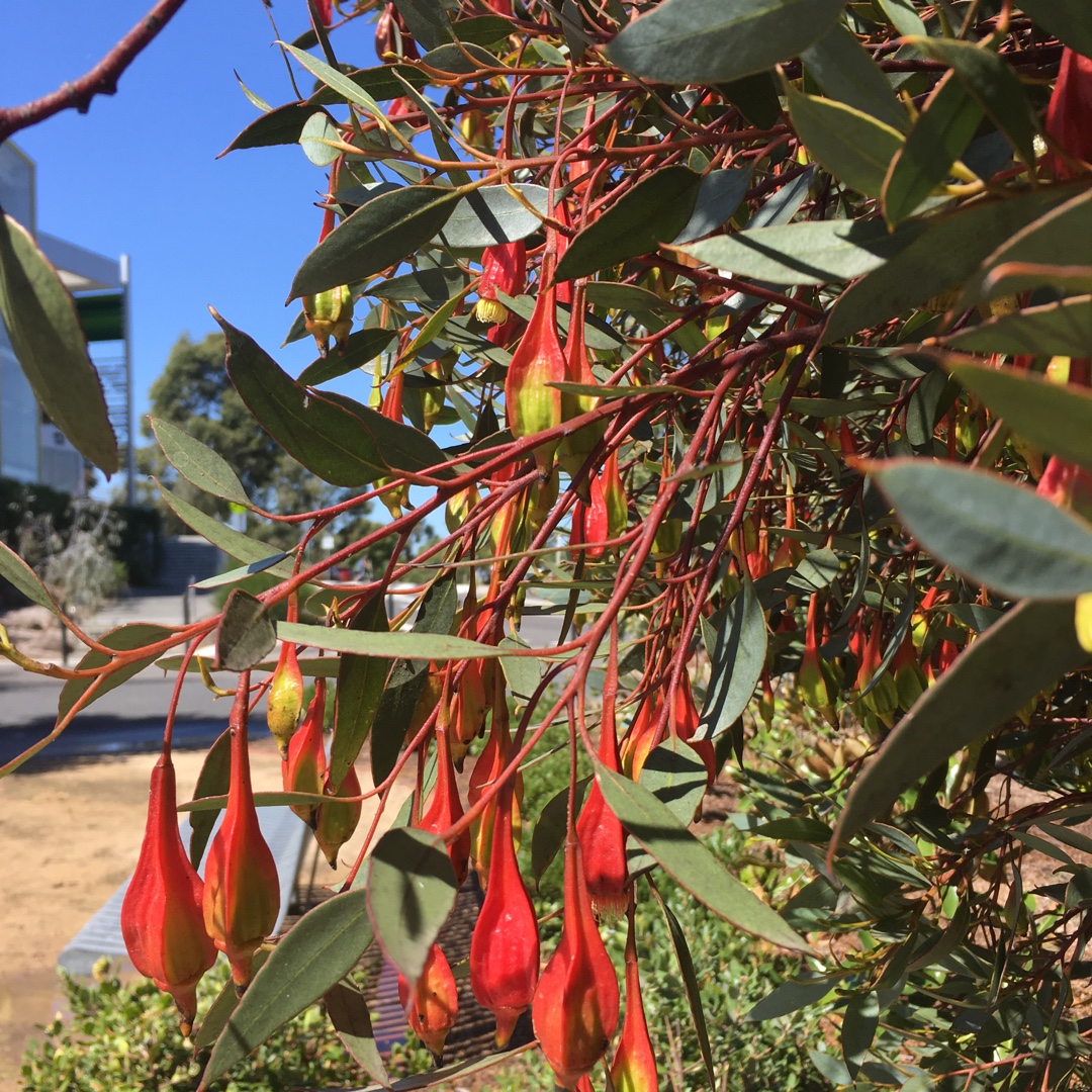 Eucalyptus Forrestiana in the GardenTags plant encyclopedia Fuchsia Gum in the GardenTags plant encyclopedia