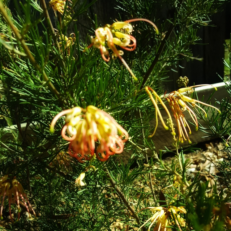 Grevillea x semperflorens in the GardenTags plant encyclopedia Grevillea x semperflorens in the GardenTags plant encyclopedia