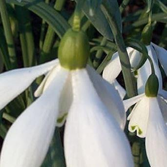 Galanthus Mrs Thompson in the GardenTags plant encyclopedia Snowdrop Mrs Thompson in the GardenTags plant encyclopedia