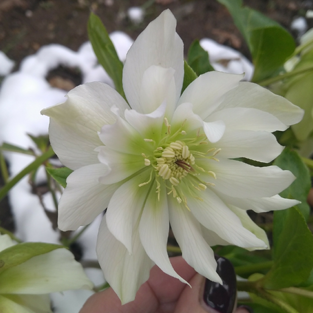 Helleborus x hybridus Double White in the GardenTags plant encyclopedia Hellebore Double White in the GardenTags plant encyclopedia