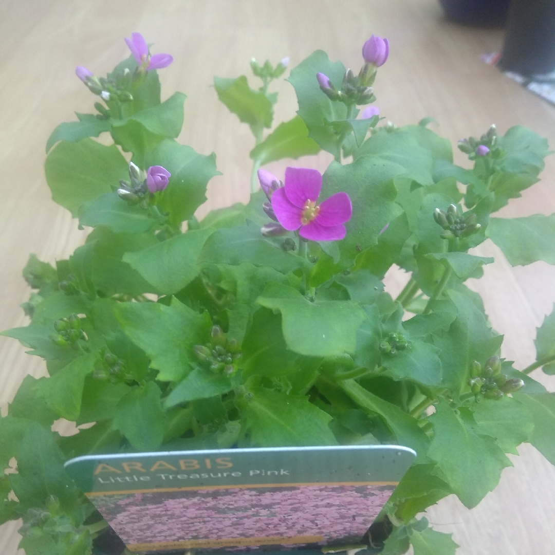 Arabis caucasica Little Treasure Pink in the GardenTags plant encyclopedia Rock Gress Little Treasure Pink in the GardenTags plant encyclopedia