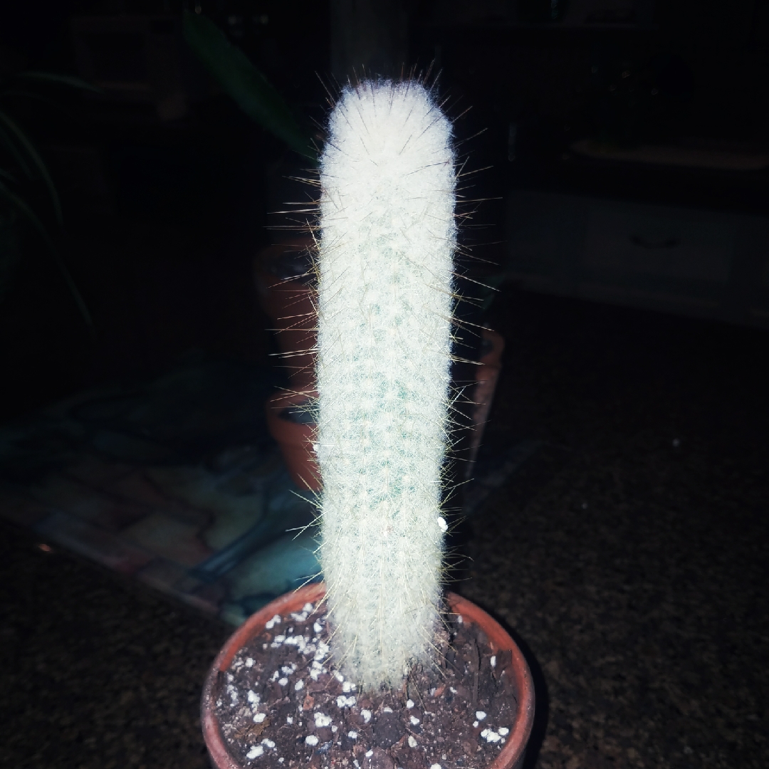 Snow Pole in the GardenTags plant encyclopedia