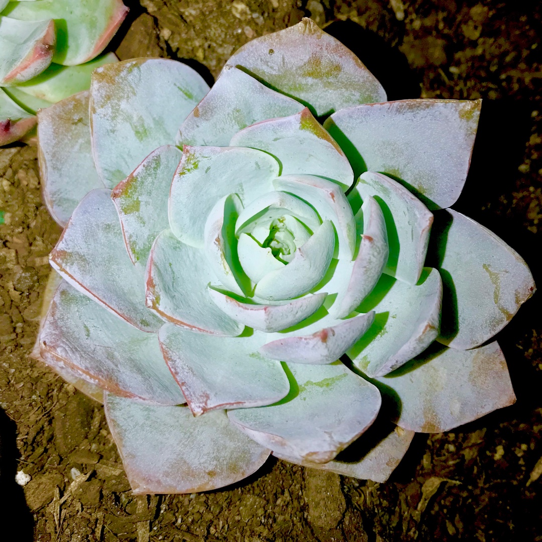 Sedeveria Blue Lotus in the GardenTags plant encyclopedia