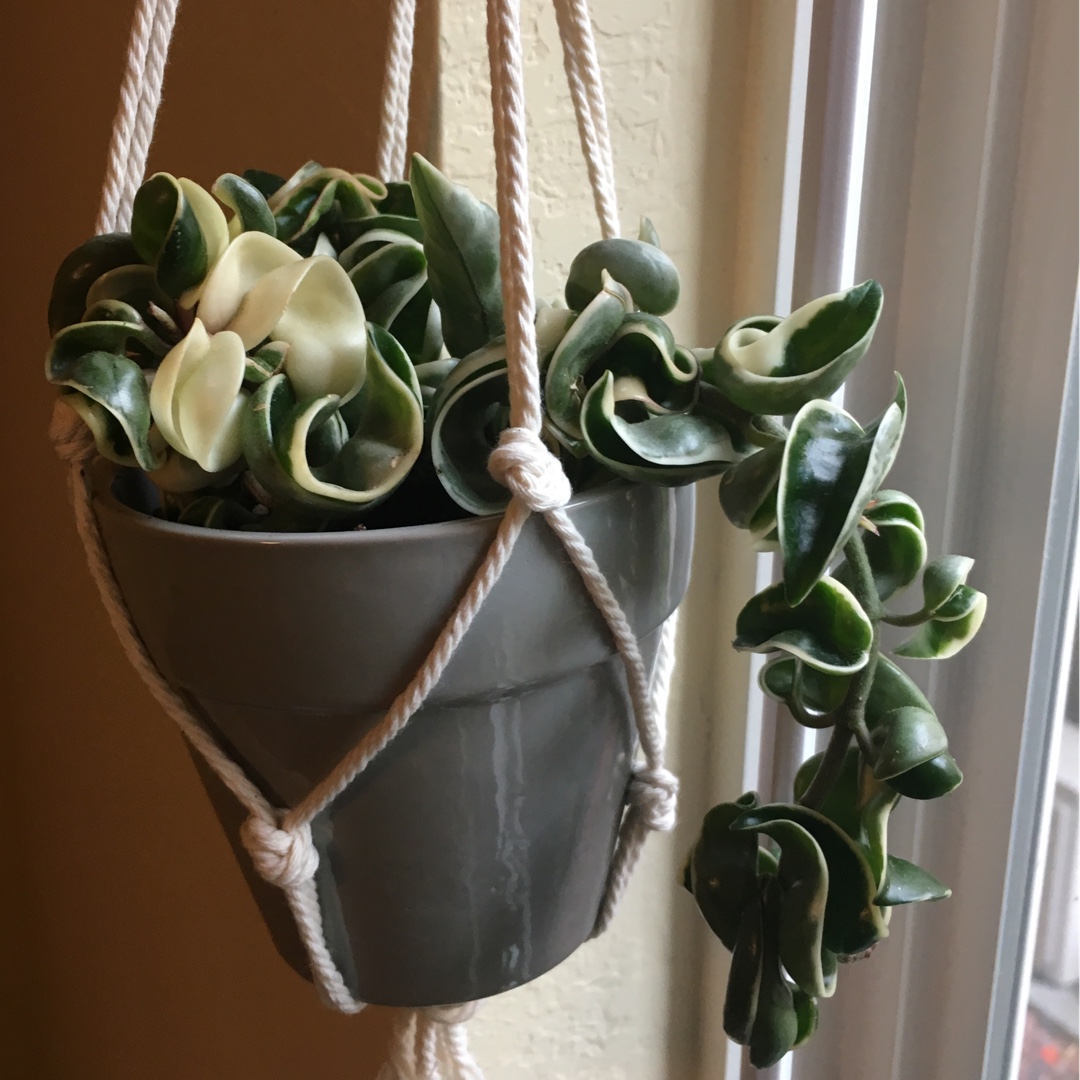 Hoya Carnosa Compacta Variegata in the GardenTags plant encyclopedia Variegated Hindu Rope in the GardenTags plant encyclopedia
