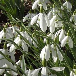 Galanthus Galatea in the GardenTags plant encyclopedia Snowdrop Galatea in the GardenTags plant encyclopedia