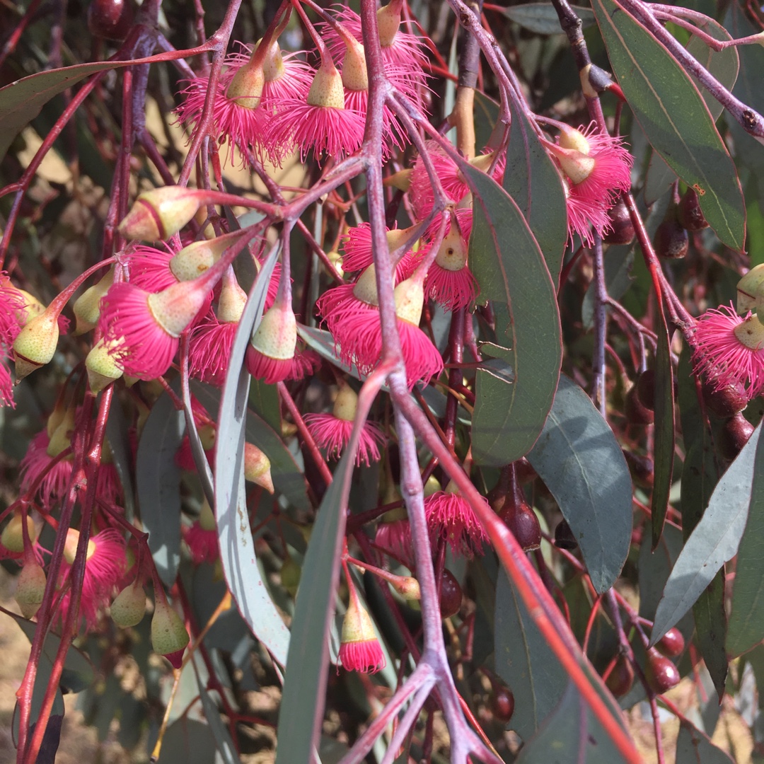 Eucalyptus Sideroxylon in the GardenTags plant encyclopedia Mugga Ironbark in the GardenTags plant encyclopedia