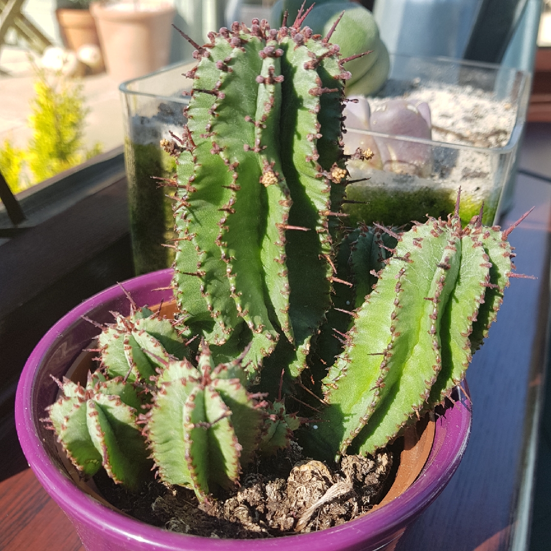 Euphorbia Polygona in the GardenTags plant encyclopedia Euphorbia in the GardenTags plant encyclopedia