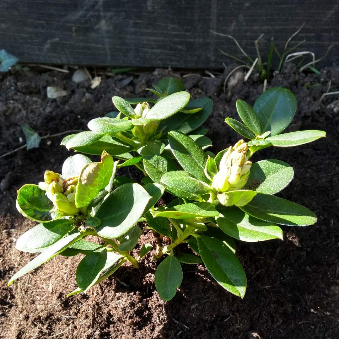 Rhododendron Shamrock in the GardenTags plant encyclopedia Dwarf Rhododendron Shamrock in the GardenTags plant encyclopedia