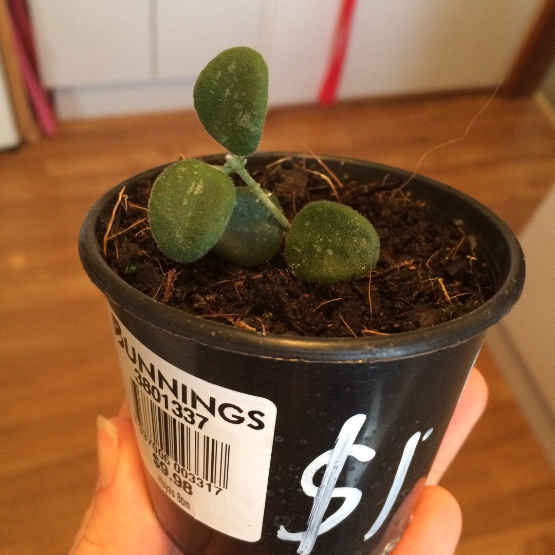 Shooting Star Wax Plant in the GardenTags plant encyclopedia