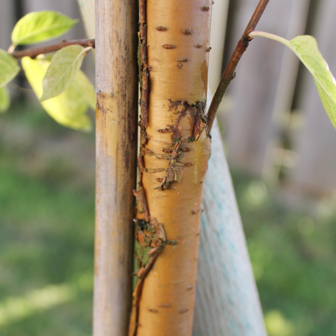 Prunus Maackii in the GardenTags plant encyclopedia Manchuria Cherry in the GardenTags plant encyclopedia