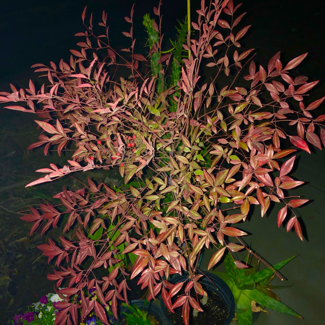 Nandina Domestica Gulfstream in the GardenTags plant encyclopedia Heavenly Bamboo Gulfstream in the GardenTags plant encyclopedia
