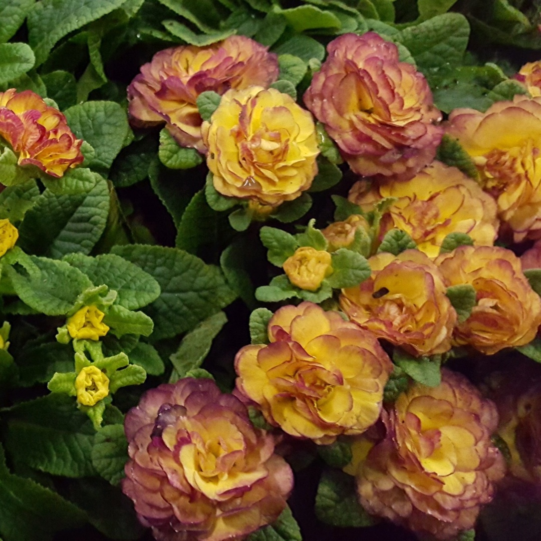 Primula vulgaris Belarina® Nectarine in the GardenTags plant encyclopedia Double Primrose Belarina® Nectarine in the GardenTags plant encyclopedia