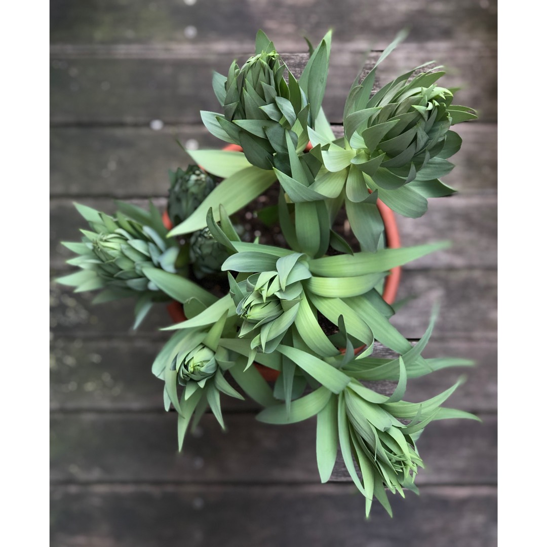 Fritillaria persica Ivory Bells in the GardenTags plant encyclopedia Persian Fritillary Ivory Bells in the GardenTags plant encyclopedia