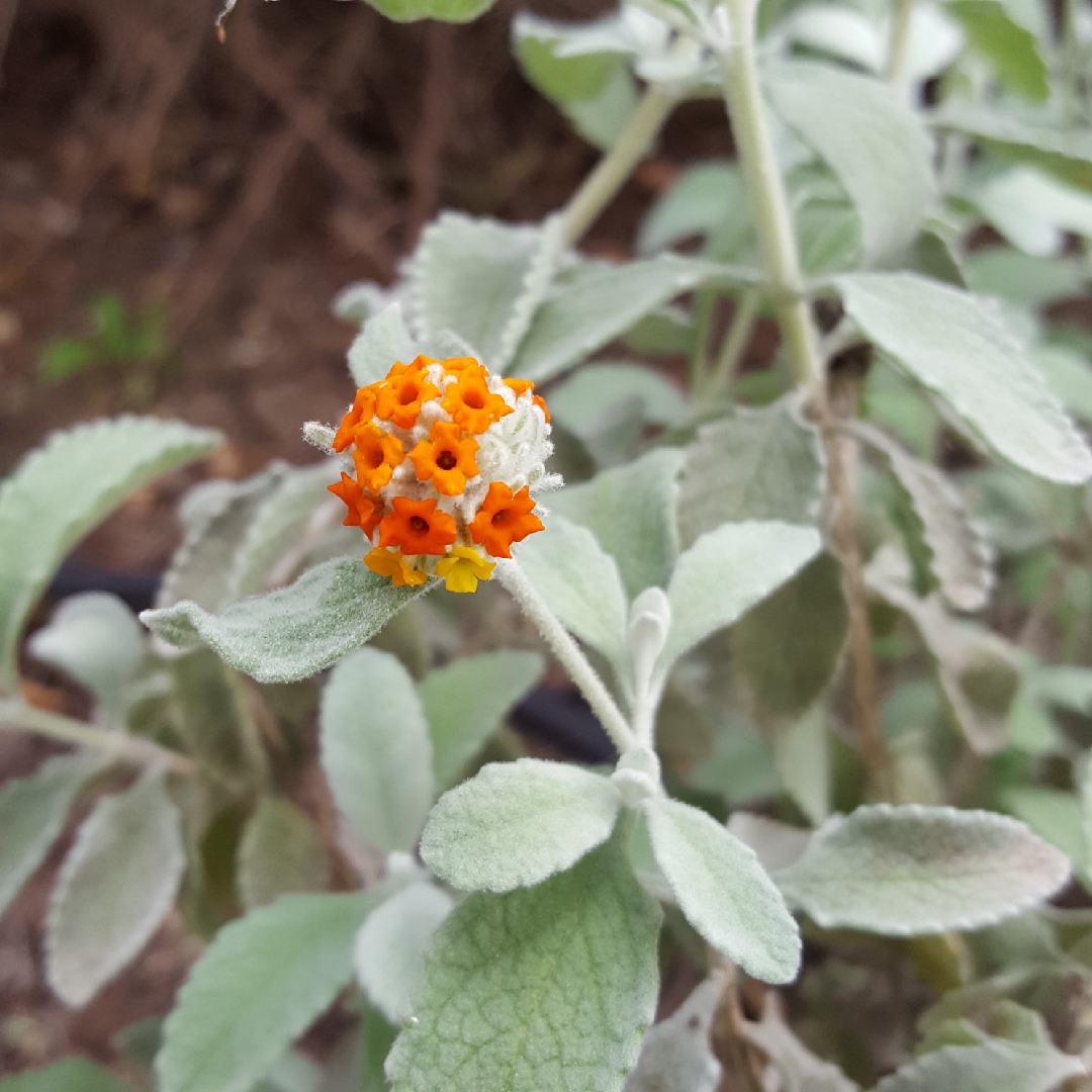 Buddleja marrubiifolia in the GardenTags plant encyclopedia Woolly Butterfly Bush in the GardenTags plant encyclopedia