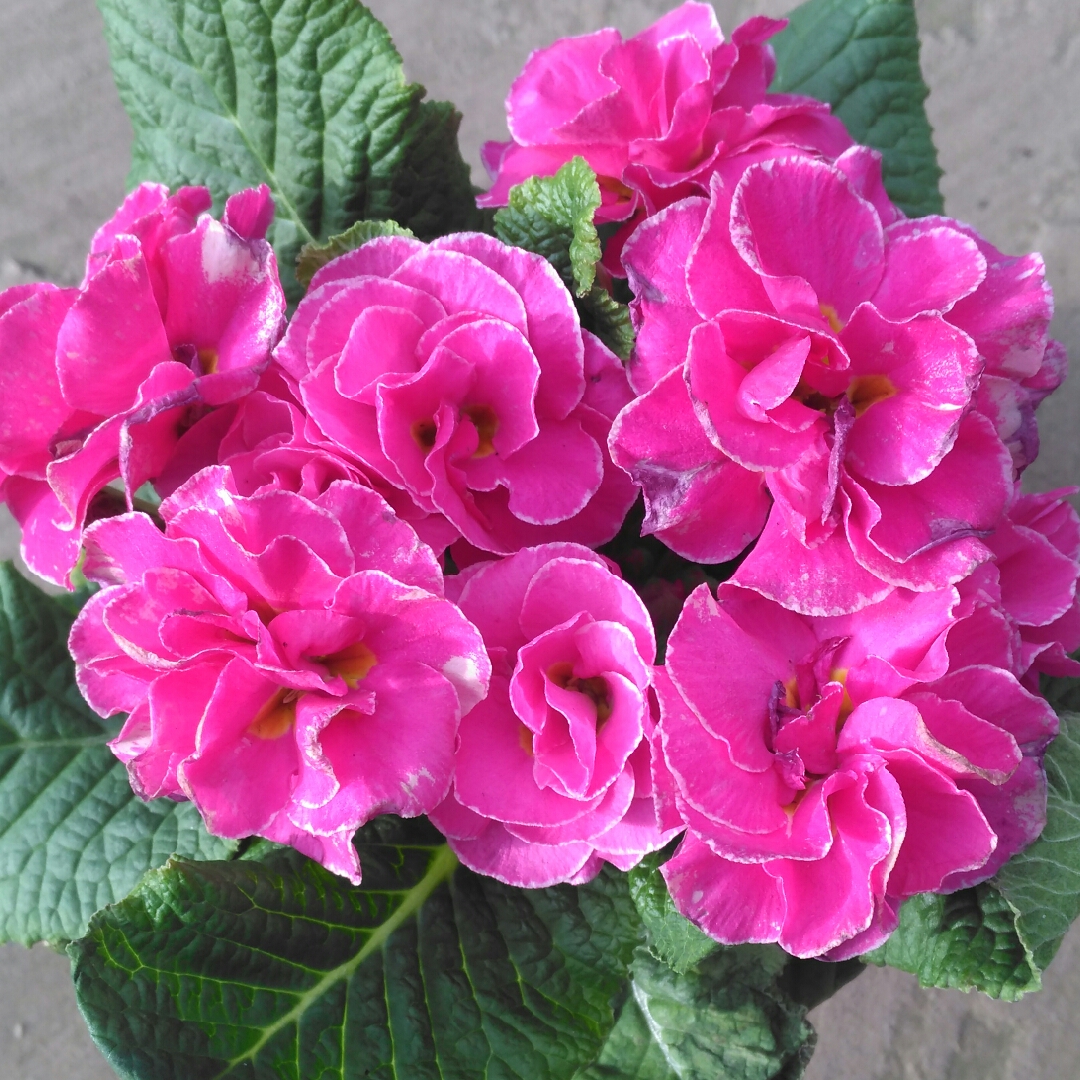 Primula Rose in the GardenTags plant encyclopedia Primula in the GardenTags plant encyclopedia