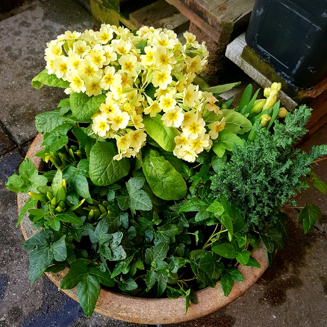 Primula veris Veristar Lemon in the GardenTags plant encyclopedia Primula veristar Lemon in the GardenTags plant encyclopedia