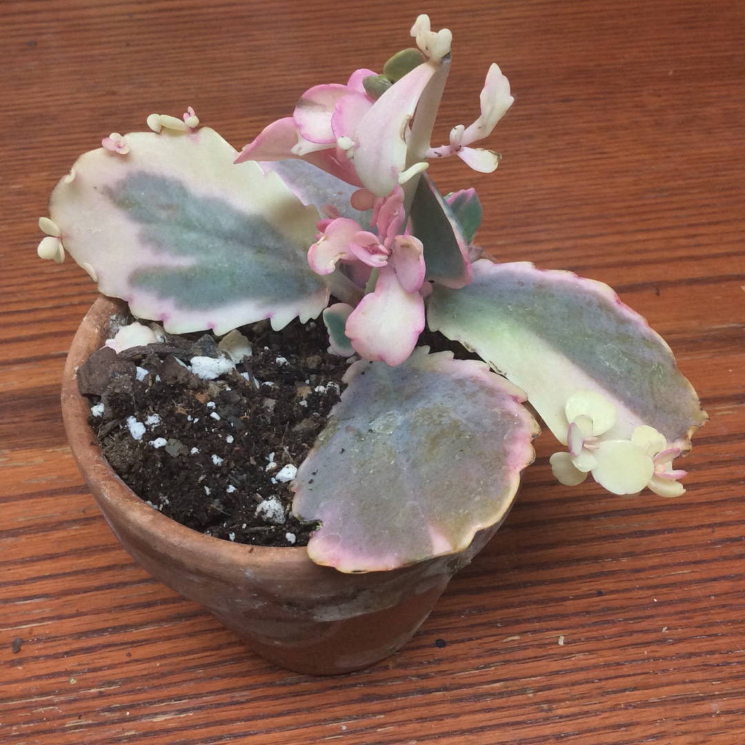 Kalanchoe Aurora Borealis in the GardenTags plant encyclopedia
